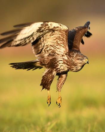 La buse variable est un grand rapace : elle est plus grande que l'épervier d'Europe.